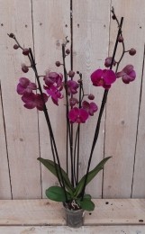 KamerplantVlinderorchideephalaenopsisroze4takken-Warentuinnatuurlijk