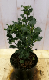 Hulstgroen30cm-Warentuinnatuurlijk
