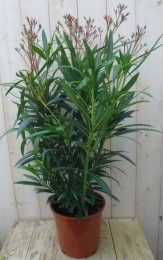 Oleander100cm-Warentuinnatuurlijk