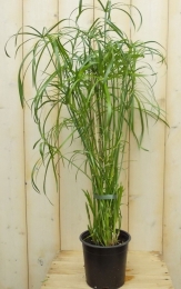 ParapluplantPapyrusCyperusAlternifoliusKamerplant-Warentuinnatuurlijk