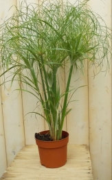 ParapluplantPapyrusCyperusKamerplantMoerasplant-Warentuinnatuurlijk