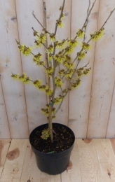 Toverhazelaarmix60cmGeelHamamelisWarentuinNatuurlijk-Warentuinnatuurlijk