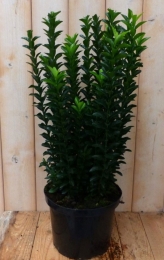 KardinaalsmutsDonkergroen80cm-Warentuinnatuurlijk