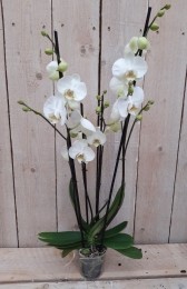 KamerplantVlinderorchideephalaenopsiswit4takken-Warentuinnatuurlijk