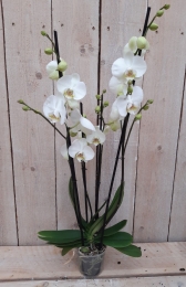 KamerplantVlinderorchideephalaenopsiswit4takken-Warentuinnatuurlijk