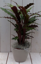 Calathearoodbladtaupepot40cm-Warentuinnatuurlijk