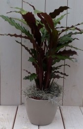 Calathearoodbladtaupepot40cmWarentuinNatuurlijk-Warentuinnatuurlijk