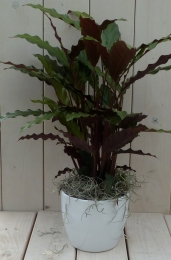 Calathearoodbladwittepot40cm-Warentuinnatuurlijk