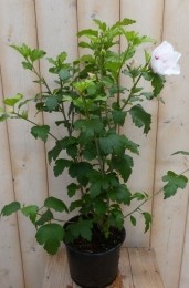 HibiscusstruikWit40cm-Warentuinnatuurlijk