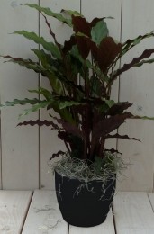 Calathearoodbladzwarteantracietepot40cm-Warentuinnatuurlijk