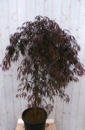 Japanseesdoornroodbladstamhoogte80cm-Warentuinnatuurlijk