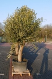 OlijfboomOleastamhoogte85cmenboomhoogte260cmXXL-Warentuinnatuurlijk