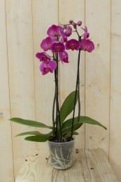 VlinderorchideeTweeTakkenroze60cm-Warentuinnatuurlijk