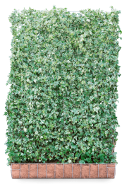 KantklaarhaagHederahelixWhiteRipple180cm-Mobilane