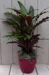 Calathearoodbladrodepot40cm-Warentuinnatuurlijk