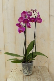 VlinderorchideeTweeTakkenroze60cm-Warentuinnatuurlijk