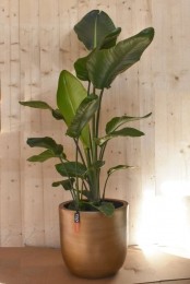 Strelitziaingoudenpotglad-Warentuinnatuurlijk