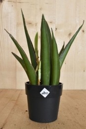 MiniSansevieriainzwartepotElho-Warentuinnatuurlijk