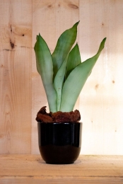 SansevieriaMoonshineinzwartepot-Warentuinnatuurlijk