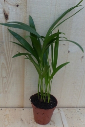 ArecapalmGoudpalmkleinkamerplantWarentuinNatuurlijk-Warentuinnatuurlijk