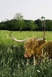 Tuinschilderijhooglveld130x70Customize-it-Customizeit