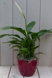 LepelplantSpathiphyllumrodepot40cmWarentuinNatuurlijk-Warentuinnatuurlijk