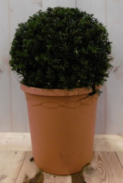 Taxusdiameter15cm-Warentuinnatuurlijk