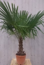 WinterhardePalmboomstamhoogte30cmenhoogte150cm-Warentuinnatuurlijk