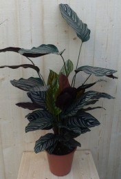 CalatheaOrnataPauwenplantmetrozestrepen60cm-Warentuinnatuurlijk