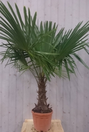 WinterhardePalmboomstamhoogte30cmenhoogte150cm-Warentuinnatuurlijk