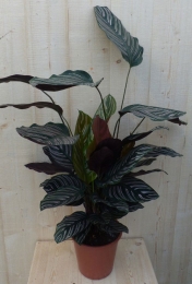 CalatheaOrnataPauwenplantmetrozestrepen60cm-Warentuinnatuurlijk