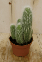 KamerplantStekelCactus-Warentuinnatuurlijk