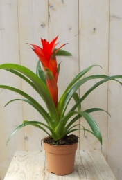 Bromeliarood30cmWarentuinNatuurlijk-Warentuinnatuurlijk