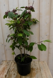 CallicarpaschoonvruchtWarentuinNatuurlijk-Warentuinnatuurlijk