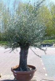 OlijfboomOleastamhoogte80cmenboomhoogte200cmDikkeoudeStam-Warentuinnatuurlijk