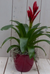 Bromeliarodepot30cmWarentuinNatuurlijk-Warentuinnatuurlijk