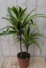 KamerplantDrakenbloedboomDracaenaGeel-Groen60cm-Warentuinnatuurlijk