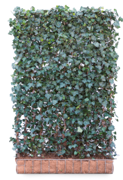 KantklaarhaagHederaHelixWoerner180cm-Mobilane