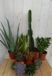 Kamerplantenpakketplantenboxcirca6tot10plantenZonWarentuinNatuurlijk-Warentuinnatuurlijk