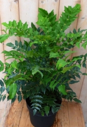 NandinaHemelsebamboegroot90cm-Warentuinnatuurlijk