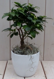 BonsaiFicusmicrocarpawittepot30cm-Warentuinnatuurlijk