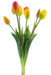 BosjekunsttulpenTulpDuchessex7yelloworange47cmBuitengewoondeBoet-Buitengewoondeboet