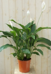LepelplantSpathiphyllum120cmWarentuinNatuurlijk-Warentuinnatuurlijk