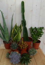 Kamerplantenpakketplantenboxcirca6tot10plantenZonWarentuinNatuurlijk-Warentuinnatuurlijk