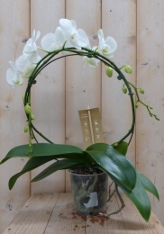 Vlinderorchideewitopboog-Warentuinnatuurlijk
