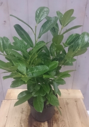 PrunusRotundifolia40cmLaurierkersWarentuinNatuurlijk-Warentuinnatuurlijk