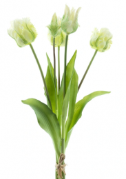 BosjekunsttulpenParrotSallyx5cream40cm-Buitengewoondeboet
