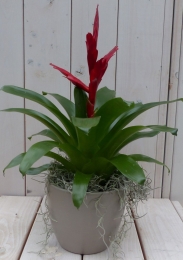 Bromeliataupepot30cmWarentuinNatuurlijk-Warentuinnatuurlijk