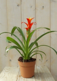 Bromeliageelrood30cmWarentuinNatuurlijk-Warentuinnatuurlijk