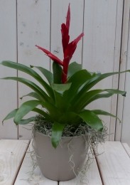 Bromeliataupepot30cmWarentuinNatuurlijk-Warentuinnatuurlijk